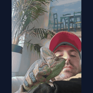 Animated collage of Jeffery the Chameleon from photos and short video clips.